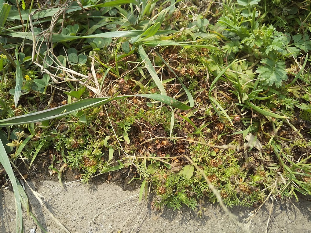 メリケントキンソウ 川口市